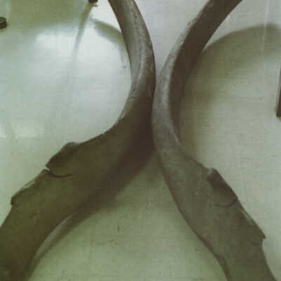 Great Blue Whale Mandibles, Lower Ja