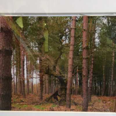 Sasquatch in the Woods