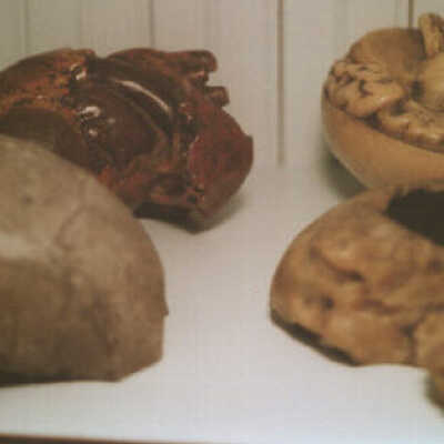 Wax Heart, Wax Brain, Wax Skull and