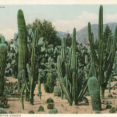 Postcard