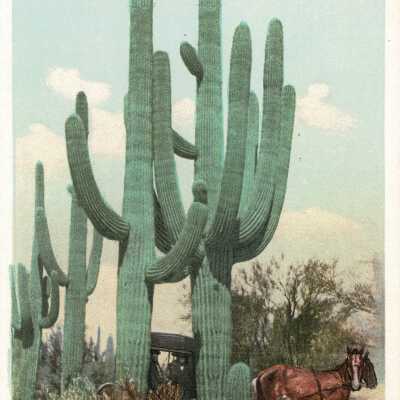 Postcard