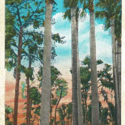 Postcard