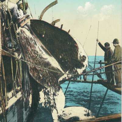Postcard