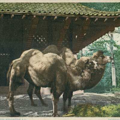 Postcard