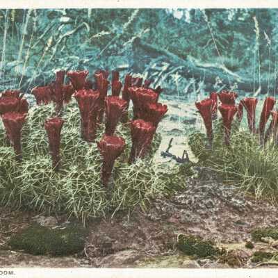 Postcard