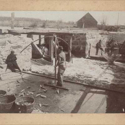 Print, Photographic