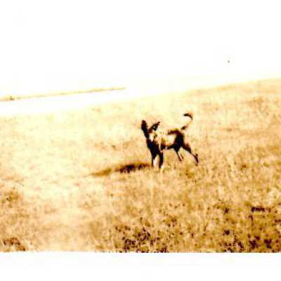 Dog in field