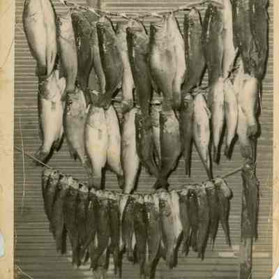 Stringer of Fish Photograph by Jim Lipsey 11/21/1957