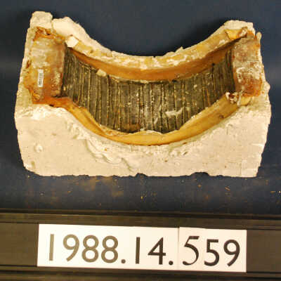 Mold, Plaster