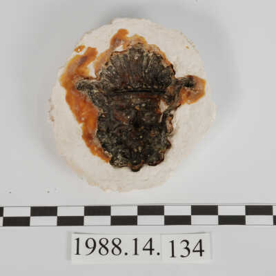 Mold, Plaster