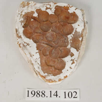 Mold, Plaster