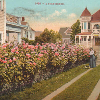 Postcard