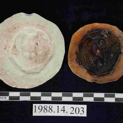 Mold, Plaster