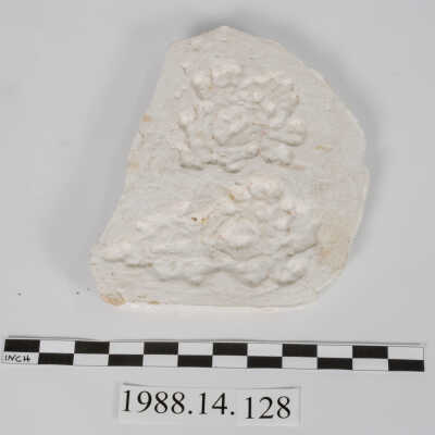 Mold, Plaster