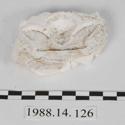 Mold, Plaster