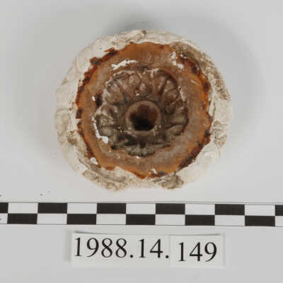 Mold, Plaster