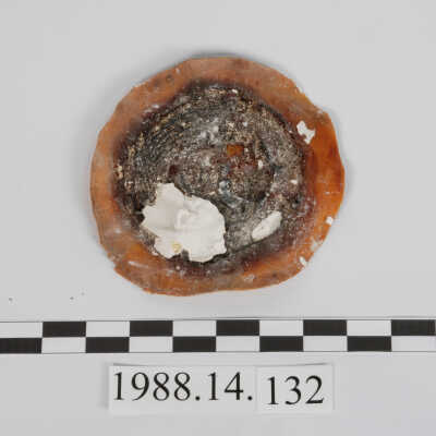 Mold, Plaster