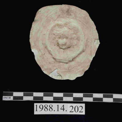 Mold, Plaster