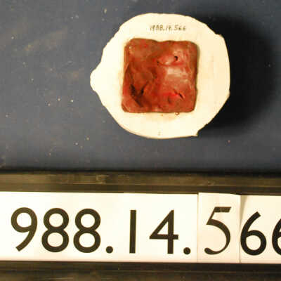 Mold, Plaster