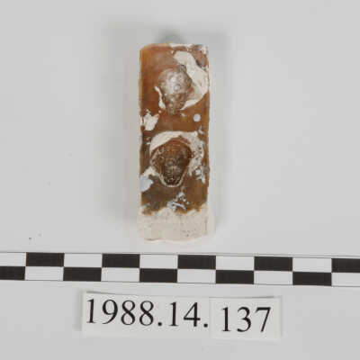 Mold, Plaster