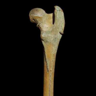 Dog Bone