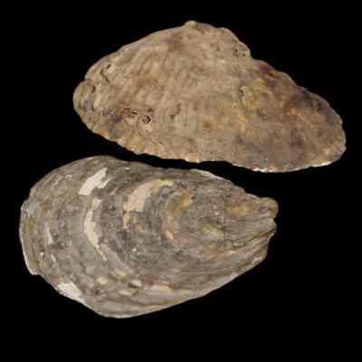 Oyster Shell
