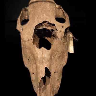 Horse Skull