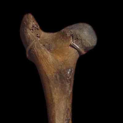 Sheep Bone