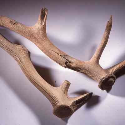 Antler