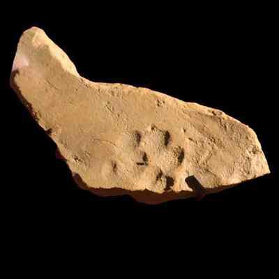 Tile with paw print
