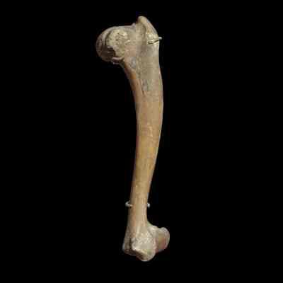 Dog Bone
