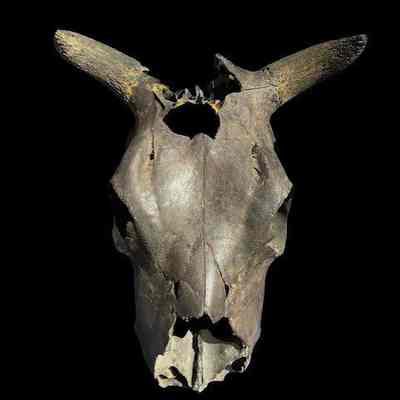 Cattle Skull