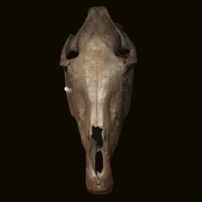 Horse skull