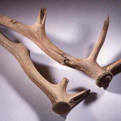 Antler