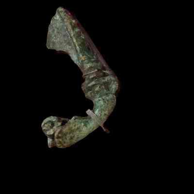 Fibula