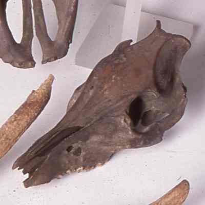 Pig skull