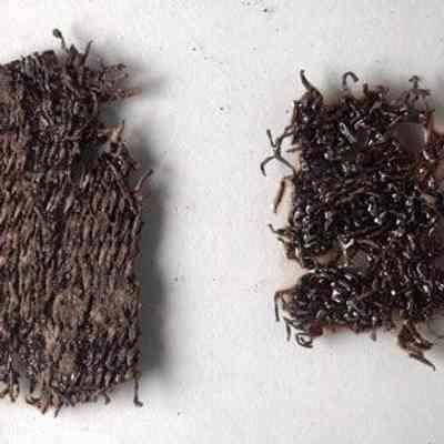 Fragment / basketwork