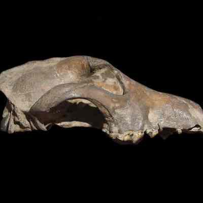 Dog Skull