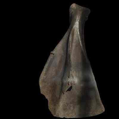 Boar Bone