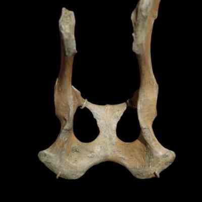 Dog Bone
