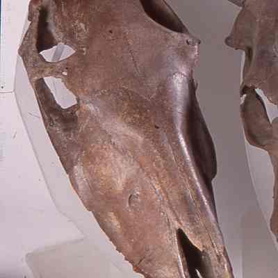Horse Skull