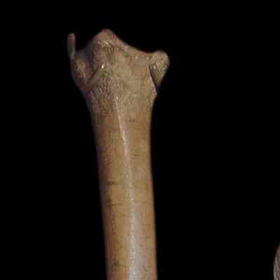 Sheep Bone