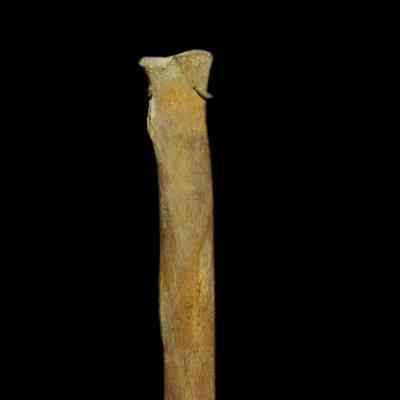 Dog Bone