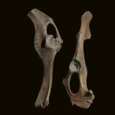 Boar Bone