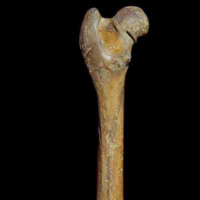 Dog Bone