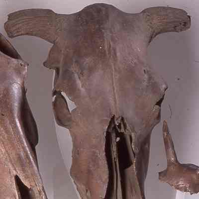 Cattle skull