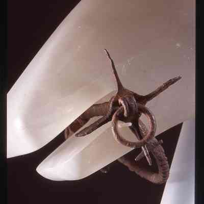 ©National Museums Scotland. Digitised from a positive on film by The Trimontium Trust.: Bridle bit of iron mounted on a white horse mannequin, detail of the mouth.