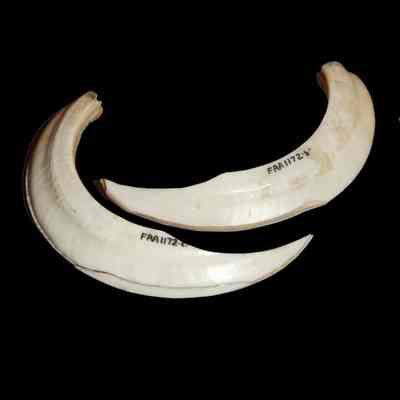 Boar tusk