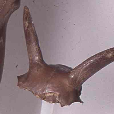 Goat skull