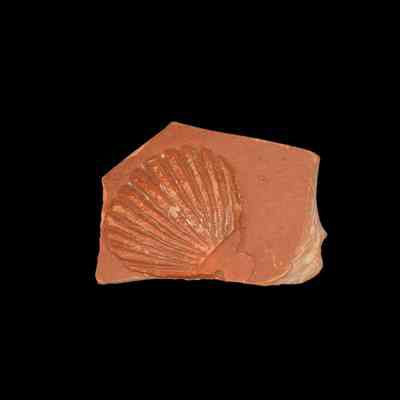 Samian ware fragment